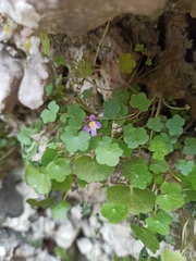 Cymbalaria muralis
