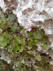 Cymbalaria muralis
