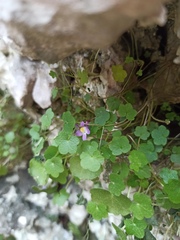 Cymbalaria muralis