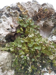 Cymbalaria muralis