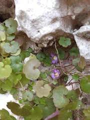 Cymbalaria muralis