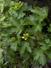 Ranunculus