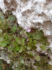 Cymbalaria muralis