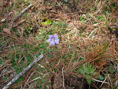 Pinguicula caerulea