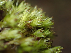 Plenogemma phyllantha