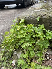 Ranunculus