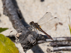 Diplacodes bipunctata