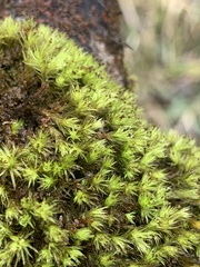 Plenogemma phyllantha