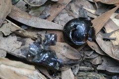 Victaphanta compacta