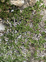 Selaginella eremophila