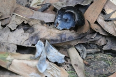 Victaphanta compacta