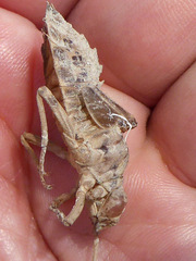 Lindenia tetraphylla