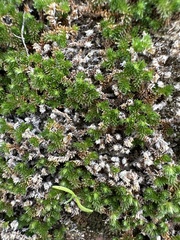 Selaginella eremophila