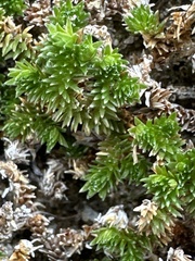 Selaginella eremophila