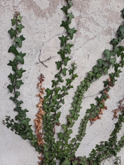 Hedera helix