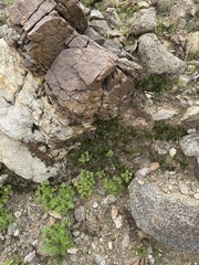 Selaginella eremophila