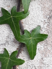 Hedera helix