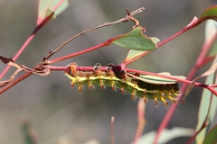 Opodiphthera eucalypti