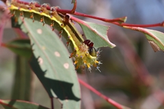 Opodiphthera eucalypti