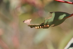 Opodiphthera eucalypti