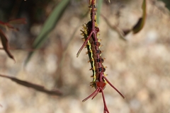 Opodiphthera eucalypti