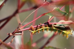 Opodiphthera eucalypti