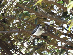 Pericrocotus tegimae