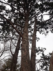 Cupressaceae