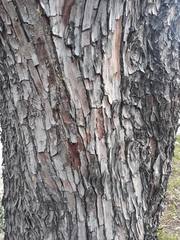 Cupressaceae