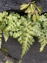 Asplenium adiantum-nigrum