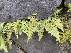 Asplenium adiantum-nigrum