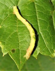 Biston betularia