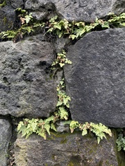 Asplenium adiantum-nigrum