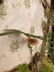 Lepidoptera