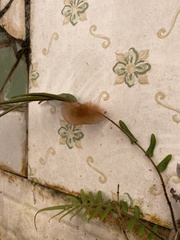 Lepidoptera