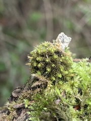 Ulota obtusiuscula