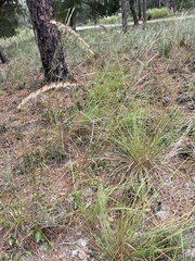 Sorghastrum secundum