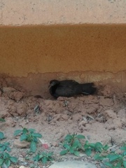 Columba livia domestica