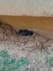 Columba livia domestica