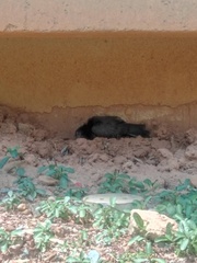 Columba livia domestica