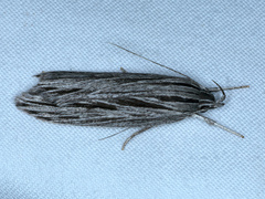 Leistarcha scitissimella