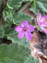 Erodium malacoides