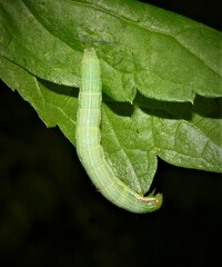 Leuconycta diphteroides