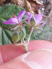 Erodium malacoides