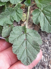 Erodium malacoides
