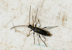 Grammoptera ruficornis