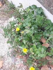 Sonchus tenerrimus