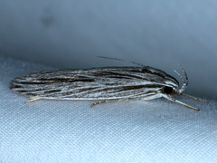 Leistarcha scitissimella