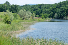 Lindenia tetraphylla