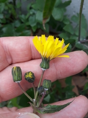 Sonchus tenerrimus